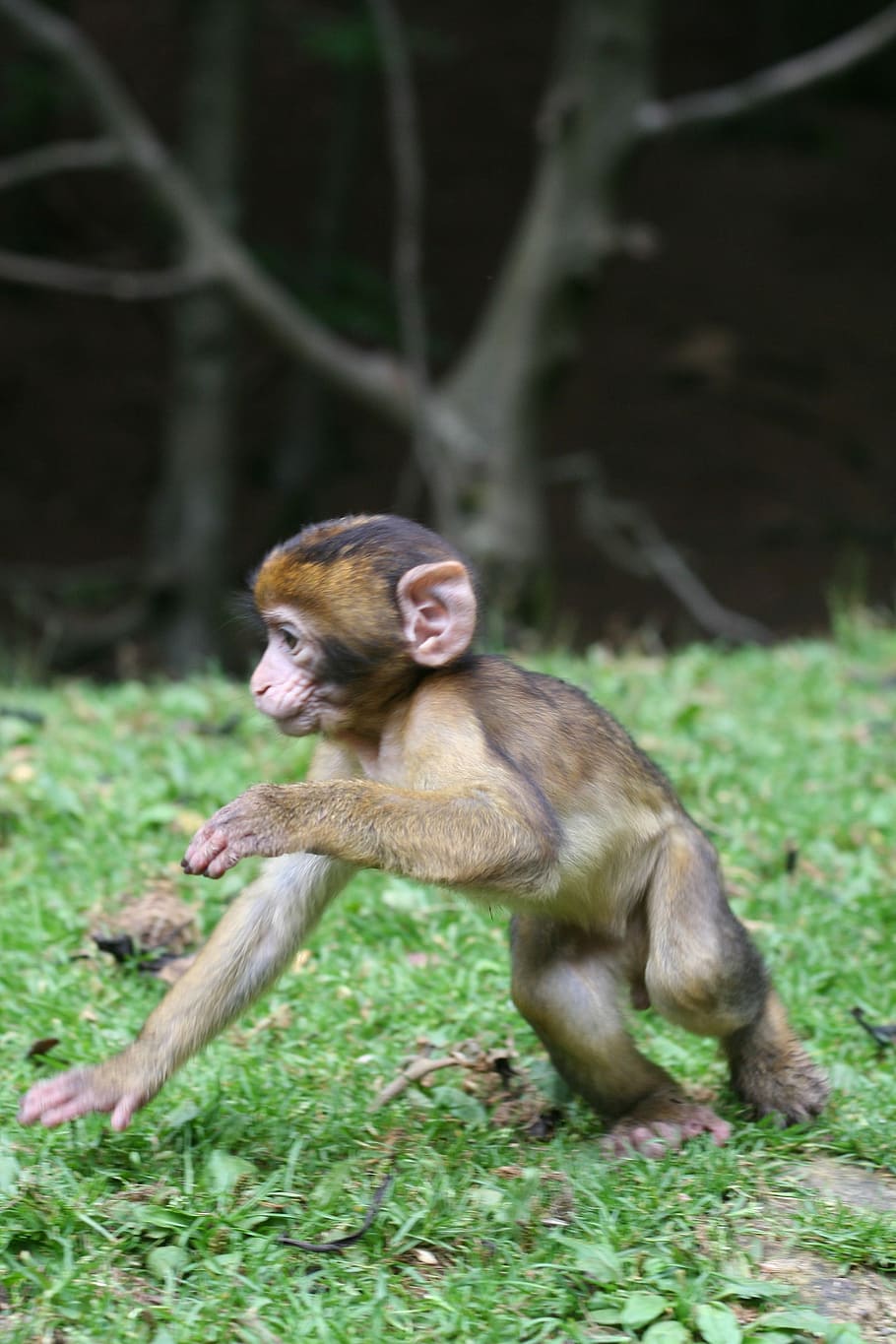 Monkey, Nature, Forest, Enclosure, baby, äffchen, one animal HD wallpaper