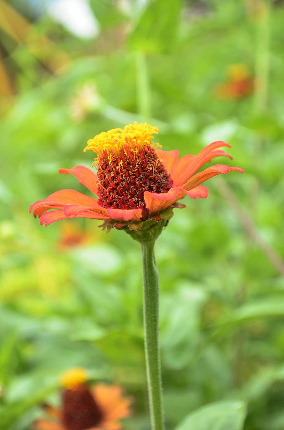flower, camp, nature, grass, activity, calendula, orange flower HD wallpaper