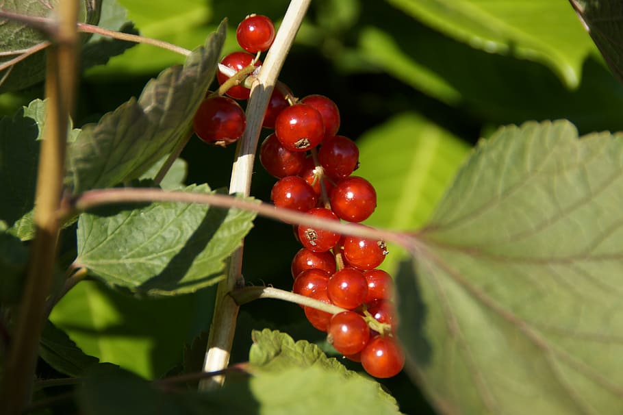 currants, berries, red, panicle, ripe, fruit, red currant, soft fruit HD wallpaper