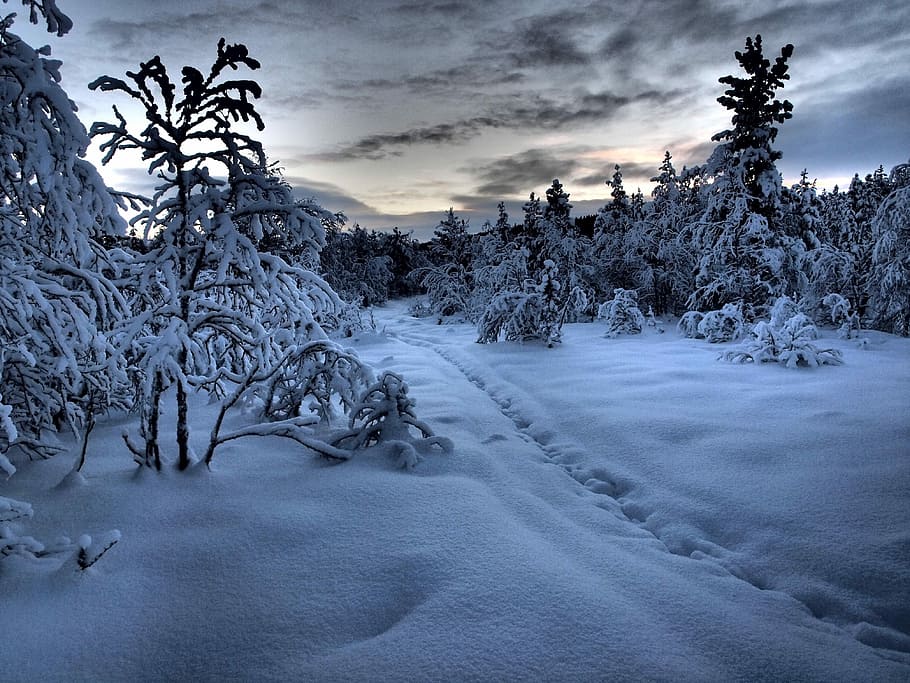 Winter, Snow, Path, Gällivare, Myr, tree, cold temperature HD wallpaper