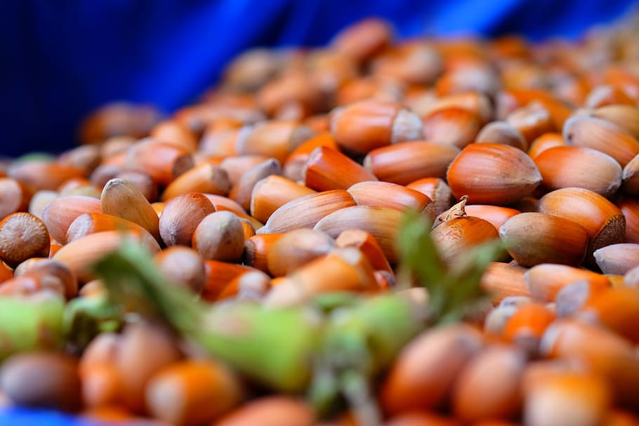 Hazelnut, Plantations, Hazelnuts, nut plantations, peanuts HD wallpaper
