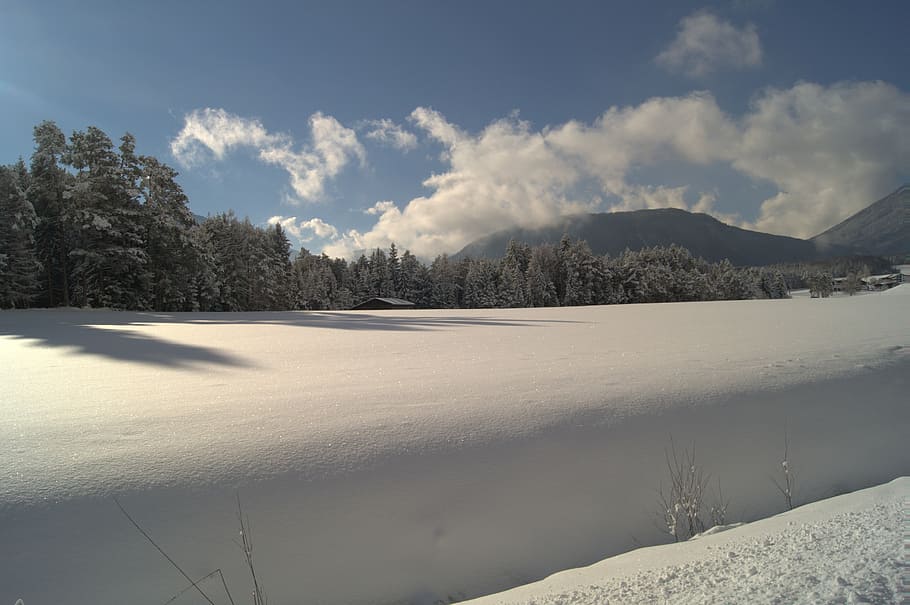 winter, snow, wintry, tree, cold, snowy, winter bushes, white HD wallpaper