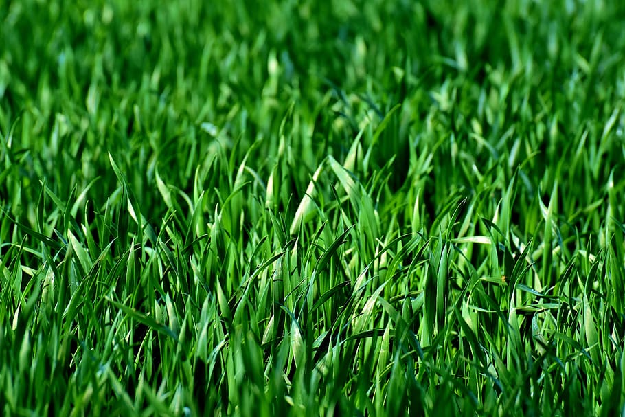 green grasses, meadow, field, nature, landscape, green color HD wallpaper