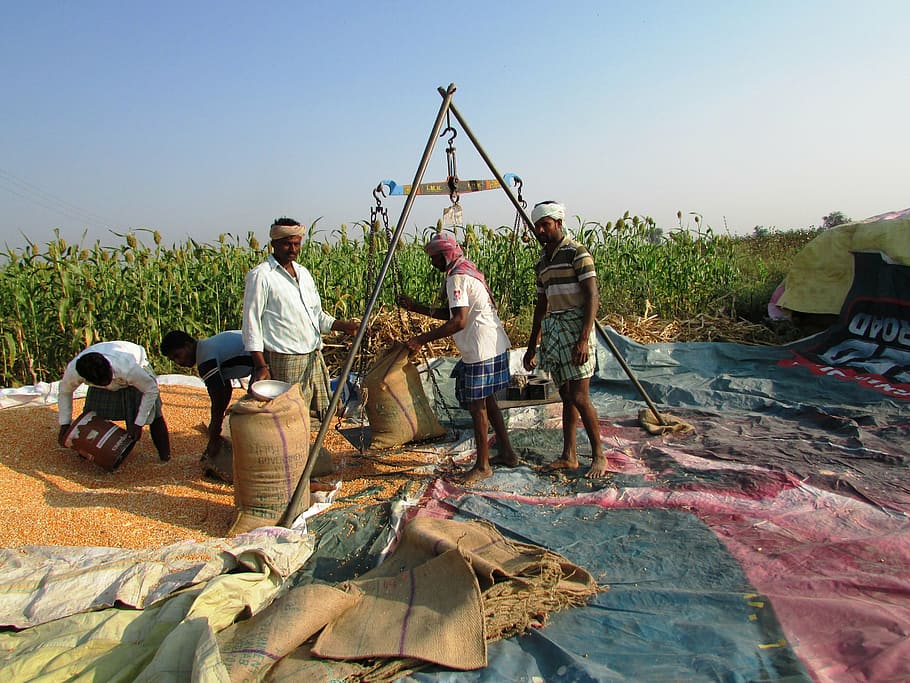 weighing system, maize, corn, indian corn, vegetables, seeds HD wallpaper