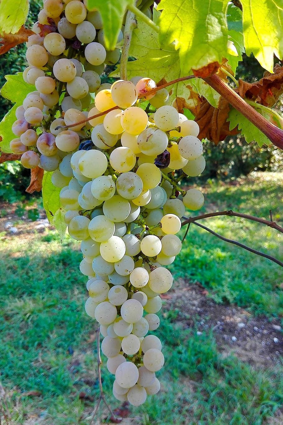 grapes, acini, bunch, plant, growth, freshness, beauty in nature HD wallpaper