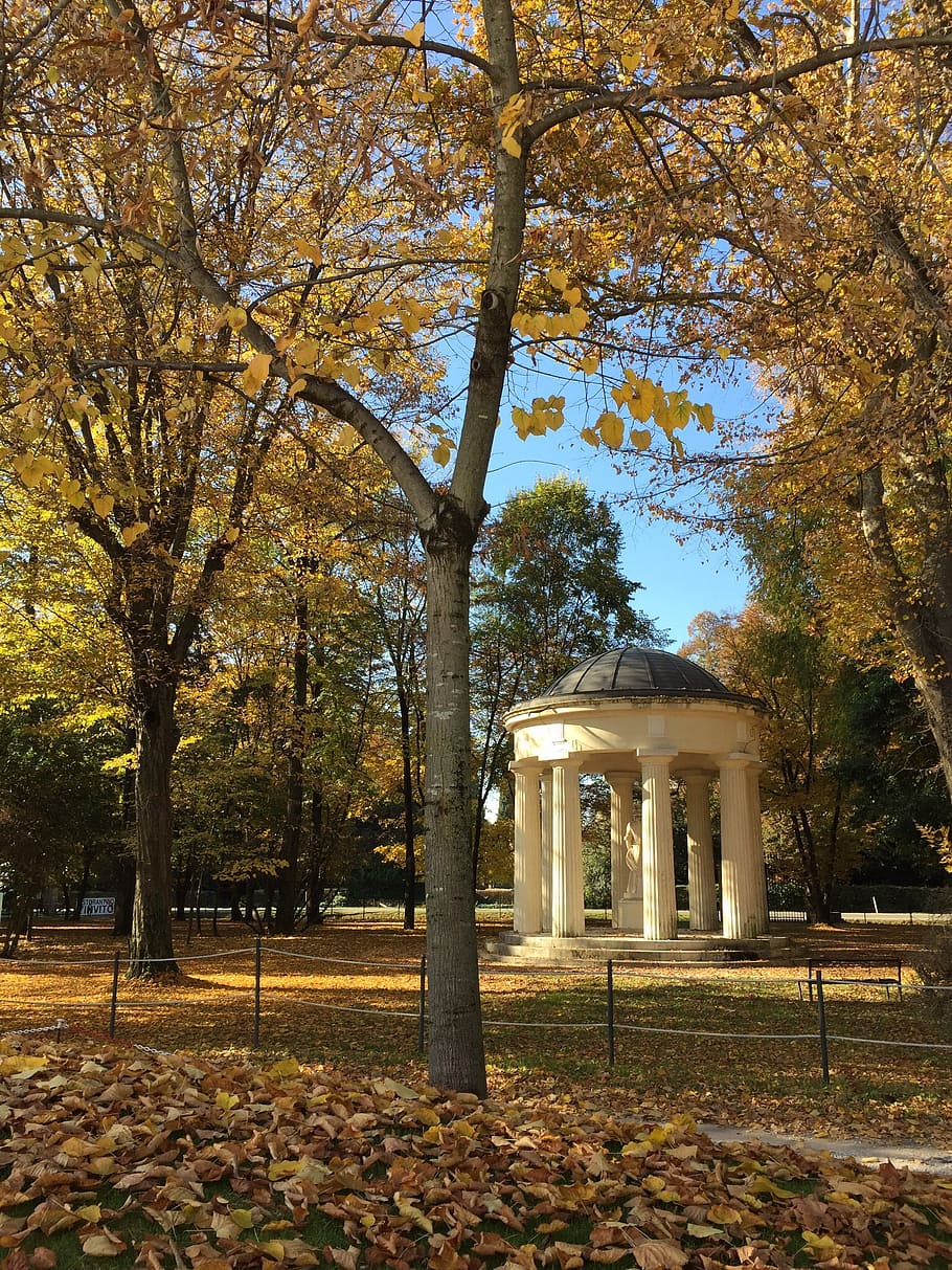 autumn, tree, nature, fall, season, forest, park, yellow, plant HD wallpaper