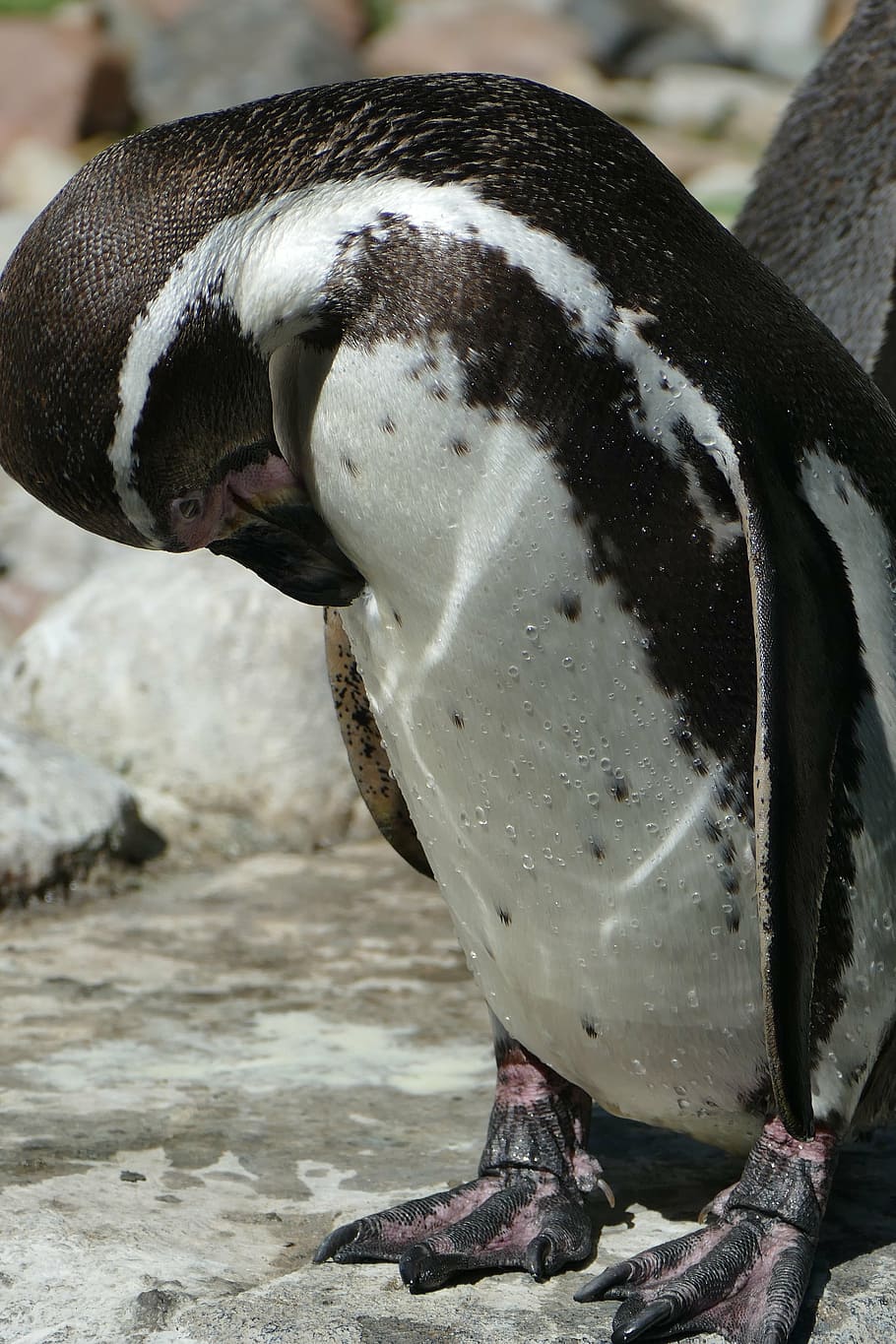 penguin, close, detail, sharp, animal, bird park walsrode, water bird HD wallpaper