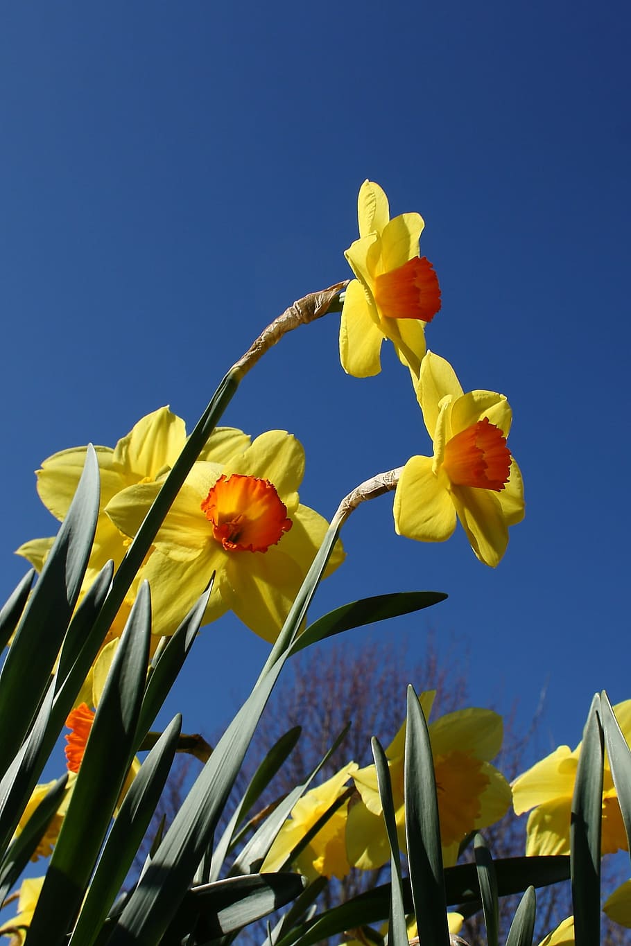 daffodil, flower, spring, yellow, colorful, flowering plant HD wallpaper