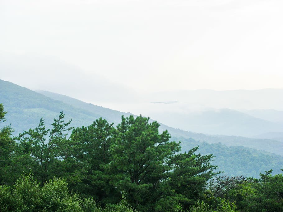 green forest with fog during daytime, trees, overlooking, mountain HD wallpaper