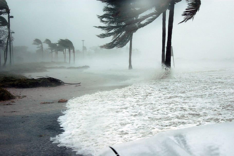 sea wave on coconut trees during daytime, key west, florida, hurricane, HD wallpaper