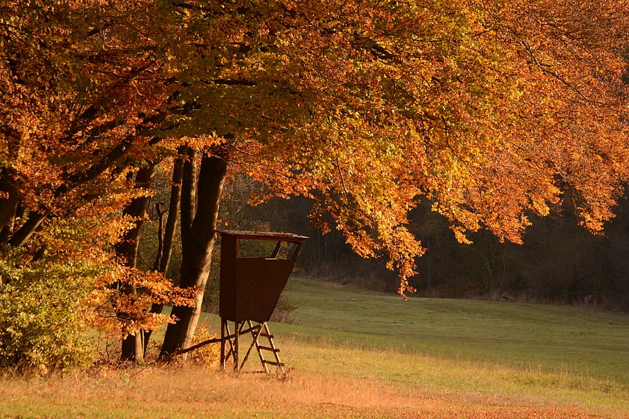 orange and yellow trees on field during daytime, autumn forest HD wallpaper