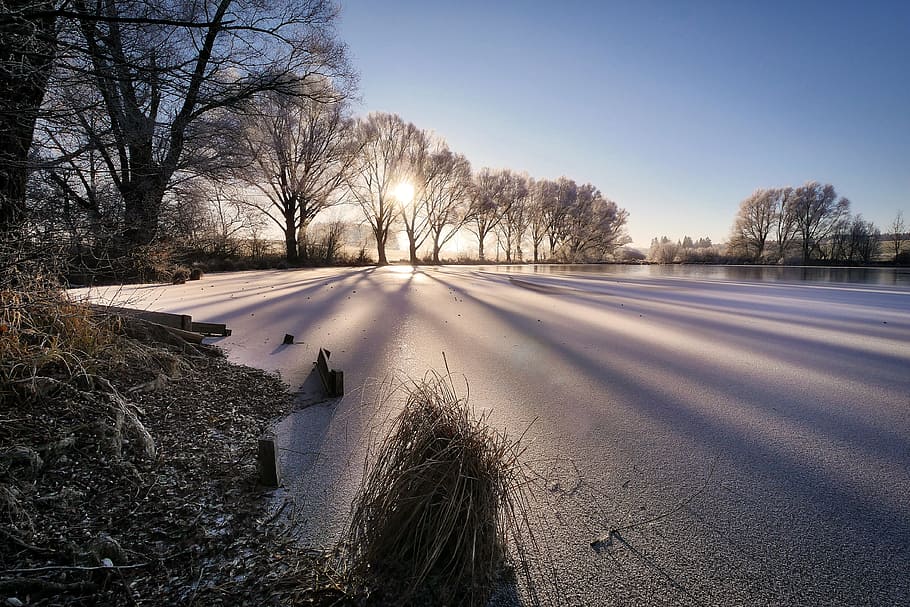 brown withered trees near body of water, winter, lake, cold HD wallpaper