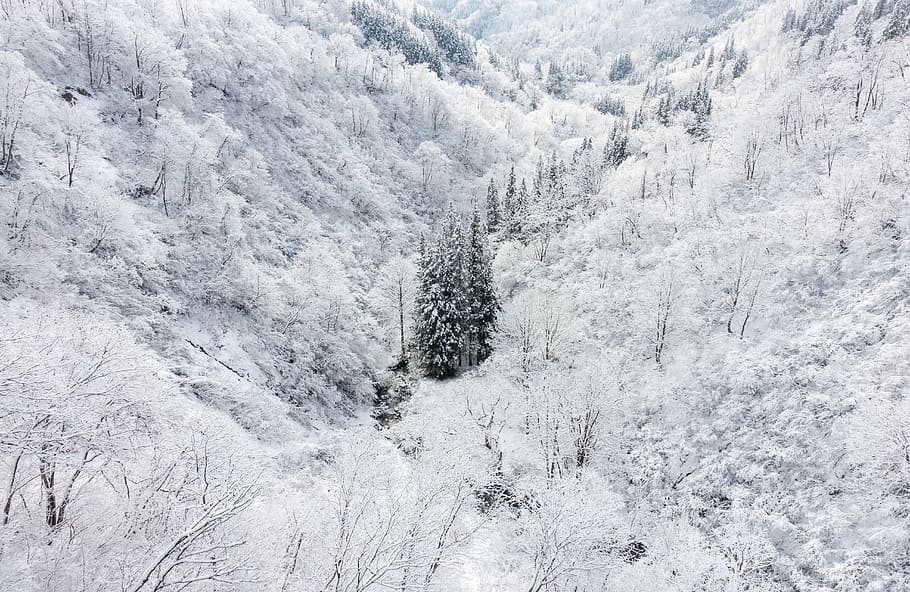 palm trees covered with snows, winter landscape, valley, nature HD wallpaper
