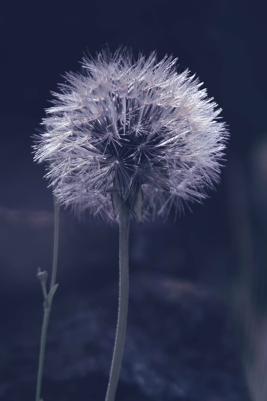 macro, spring, dandelion, white flower, nature, plant, close-up HD wallpaper