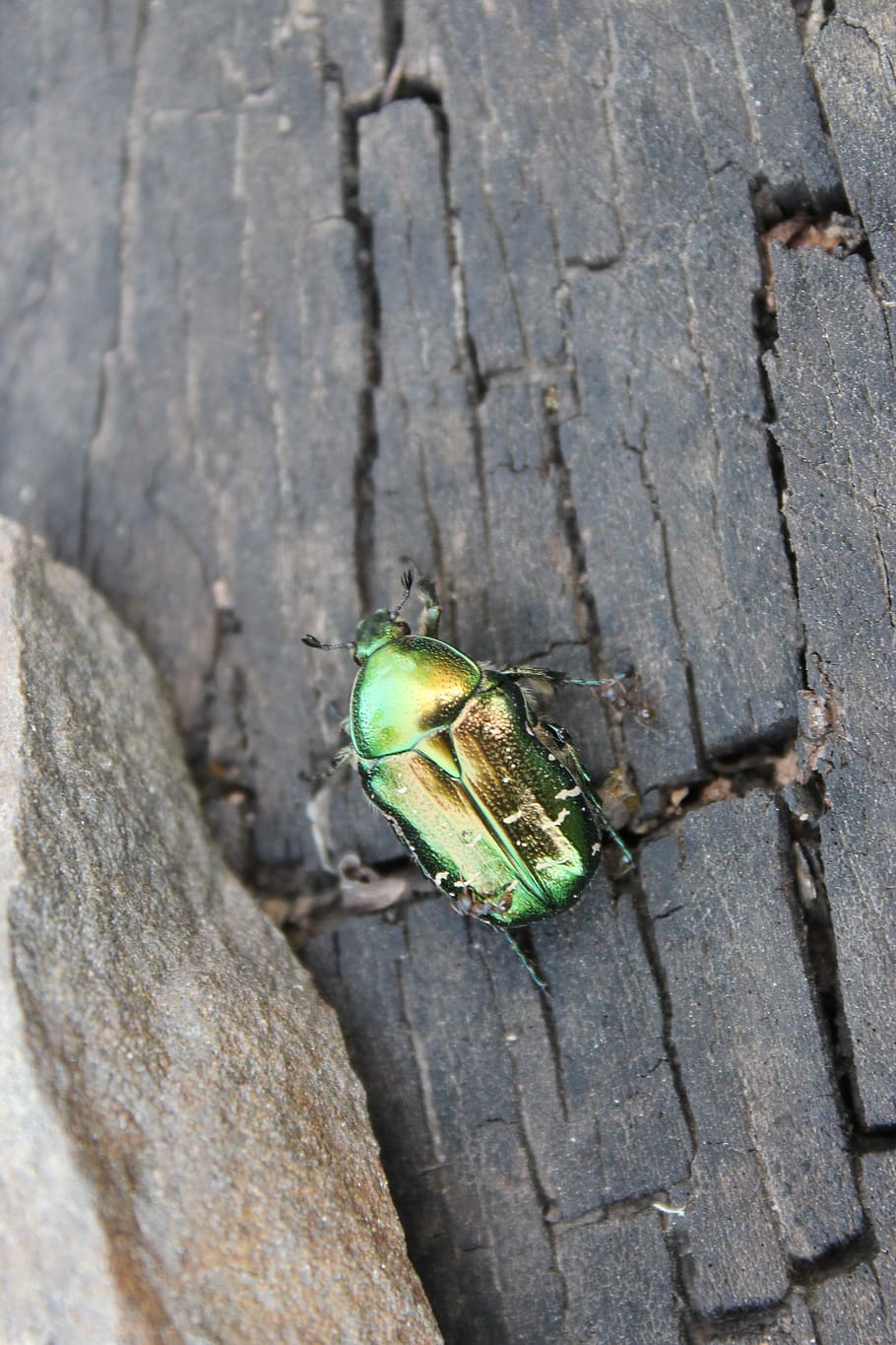 beetle, chafer, macro, closeup, insects, green, maisky, flying insect HD wallpaper