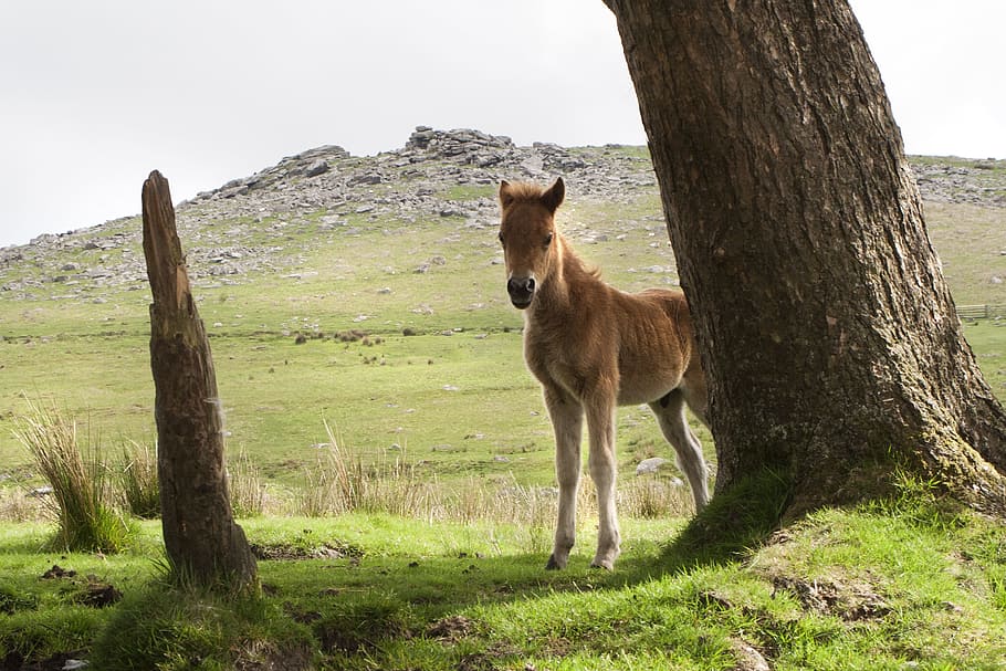brown pony beside tree, Dartmoor, Pony, Horse, Devon, Wild, england