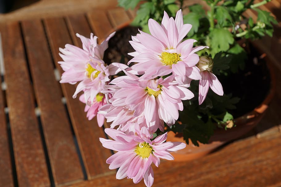 Chrysanthemum, Flower, Pink, Table, Wood, nature, green, brown HD wallpaper