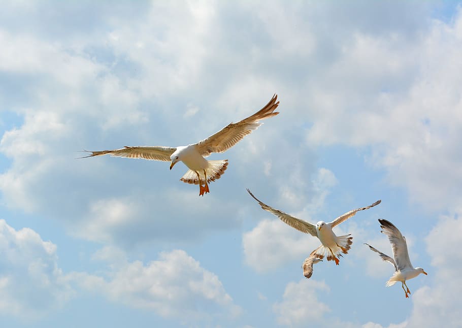 low angle photography of white gulls flying under white clouds during daytime HD wallpaper