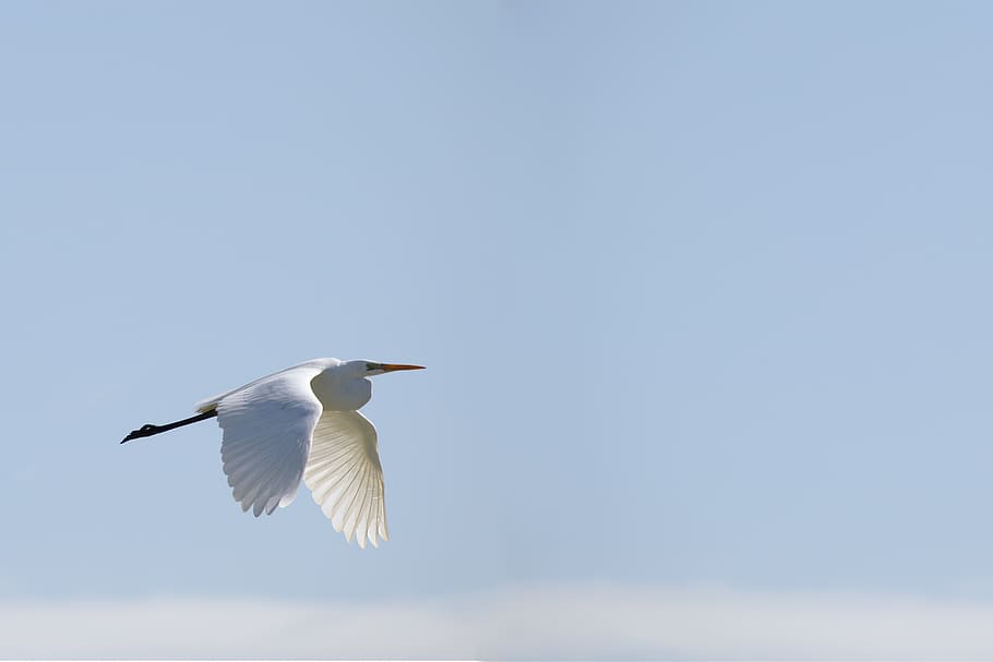 bird, sky, egret, animal themes, animal wildlife, animals in the wild HD wallpaper