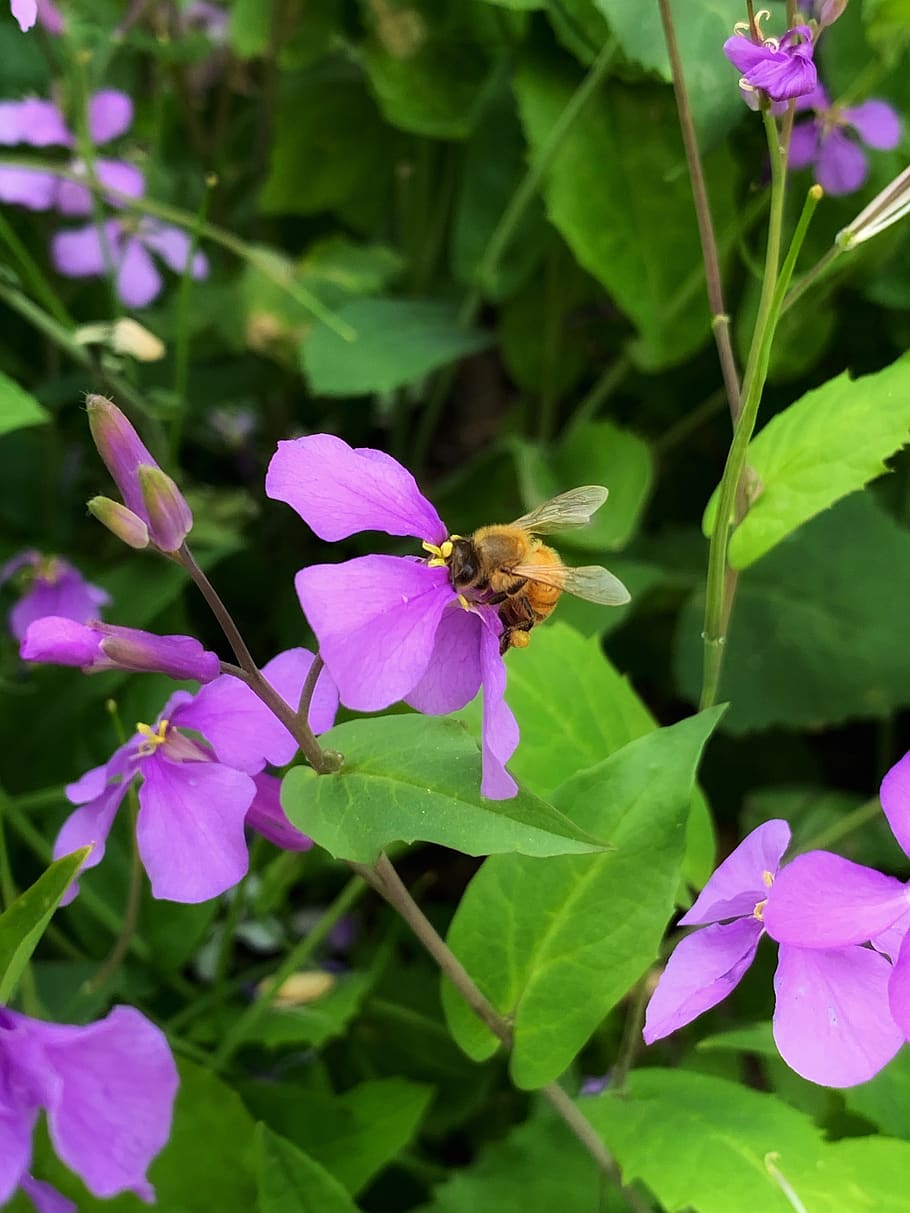 spring, flowers, bee, green, flowering plant, beauty in nature HD wallpaper