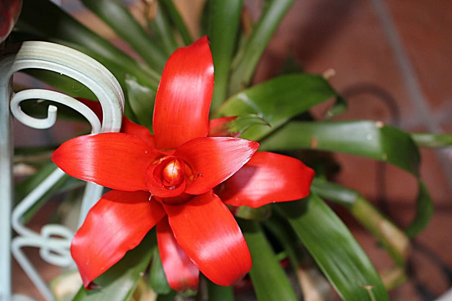 flower, exotic, botany, nature, petal, plant, red, growth, beauty in nature HD wallpaper