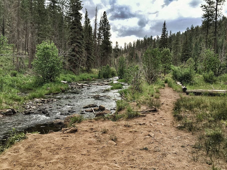 Nature, Creek, River, Pine, Trees, Sky, fishing, wild, forest HD wallpaper