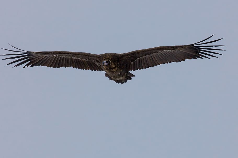 bird, black vulture, flight, bogart village, mongolia, flying, HD wallpaper