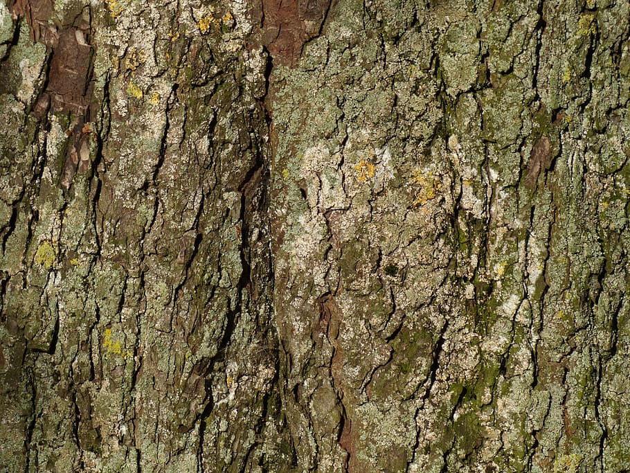 bark, tree bark, chestnut, chestnut tree, tribe, log, textured HD wallpaper