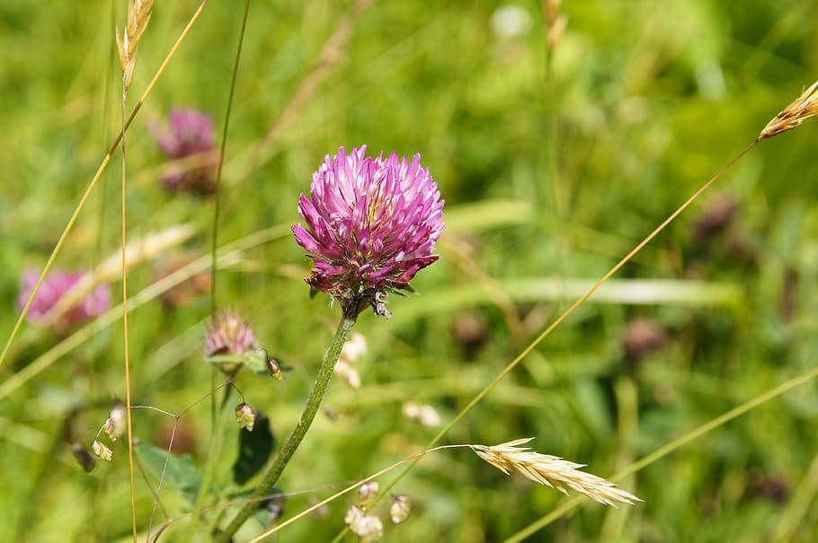 flower, grass, austria, pink, summer, meadow, grasses, nature HD wallpaper