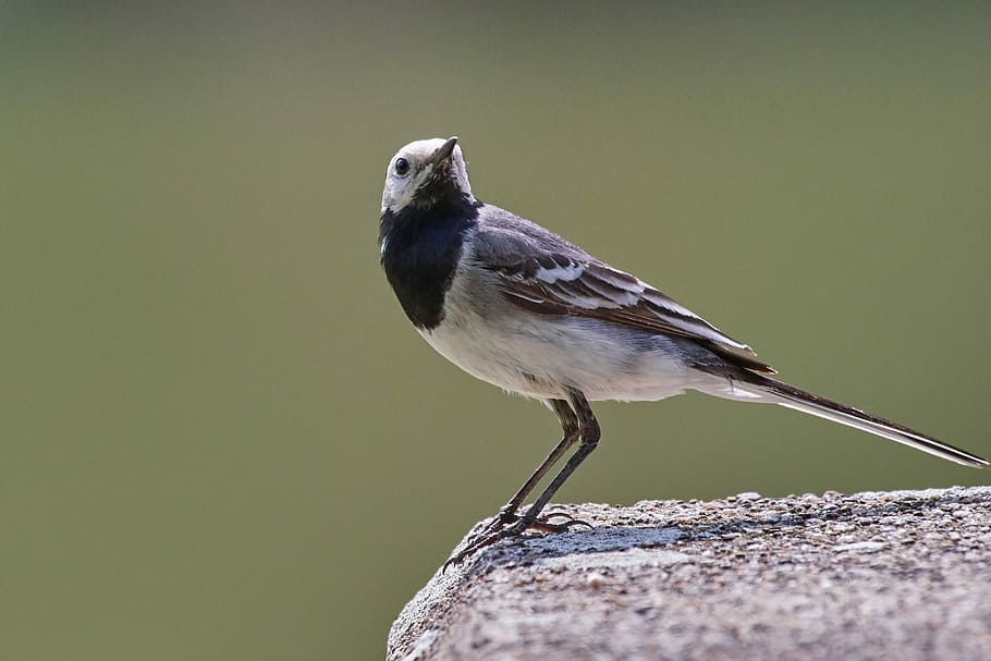 bird, sparrow, sperling, feather, garden, one animal, animal themes HD wallpaper