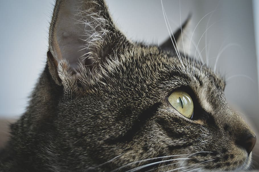 brown tabby cat on focus photo, kitten, pet, kitty, feline HD wallpaper