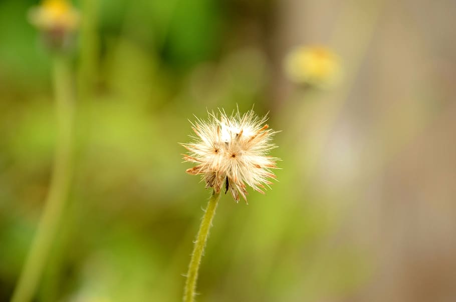 White Dandelion, blur, close-up, delicate, flora, flower, focus HD wallpaper