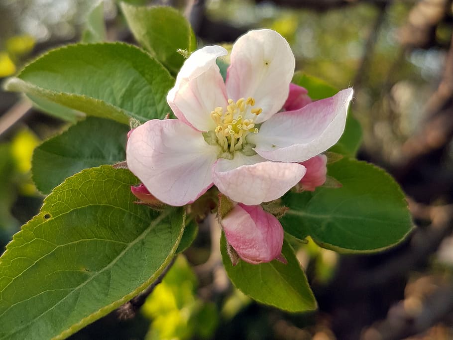 apple, blossom, nature, spring, floral, flower, blooming, natural HD wallpaper