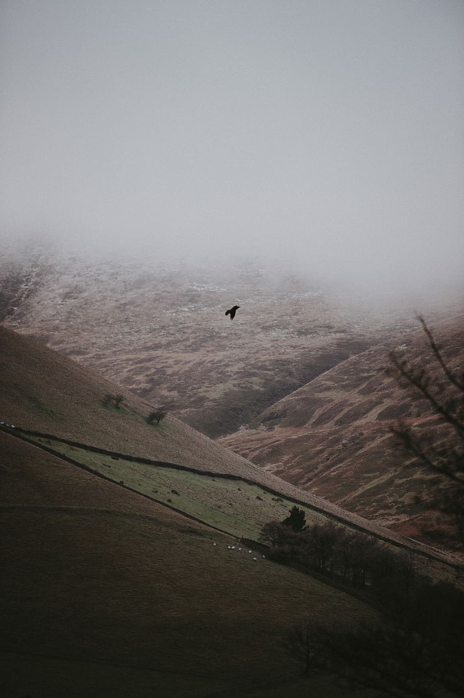 Bird in the fog, aerial photo of mountain at daytime, landscape HD wallpaper