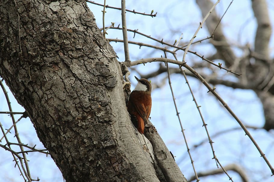 bird, ave, tree, fauna, nature, branch, wildlife, animal, outdoors HD wallpaper