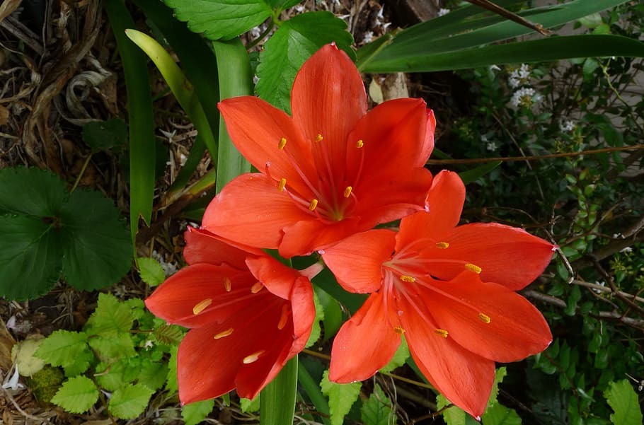flower, bulb, orange bloom, fragility, vulnerability, flowering plant HD wallpaper