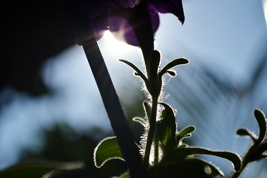 sunlight, backlight, flowers, purple flower, plant, sri lanka HD wallpaper
