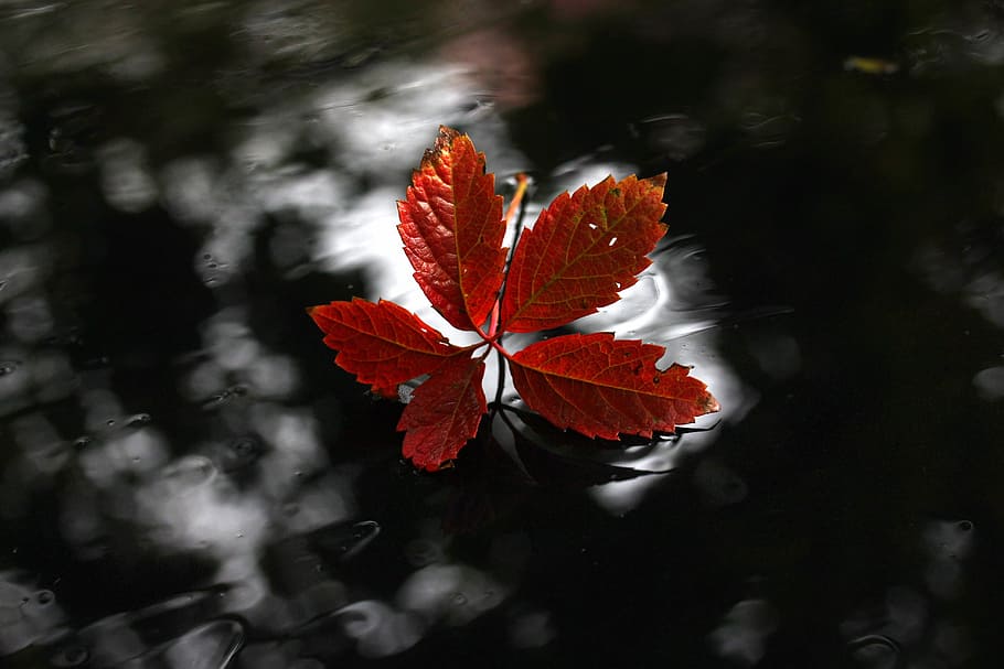 leaf, red, autumn, wet, nature, plant, plant part, beauty in nature HD wallpaper