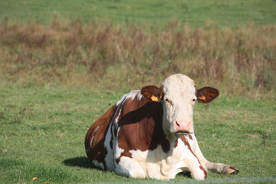 cattle, cow, breeding, animal themes, domestic, domestic animals HD wallpaper