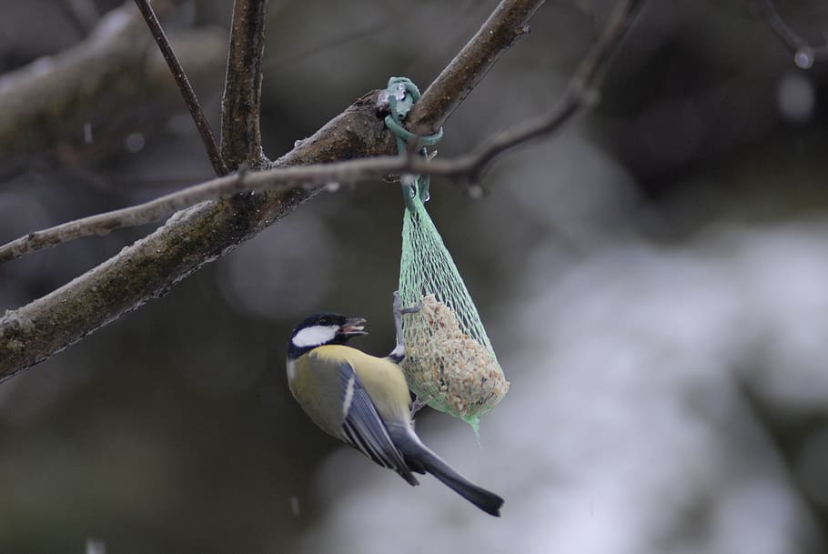 tit, birds, nature, animal wildlife, vertebrate, animal themes HD wallpaper