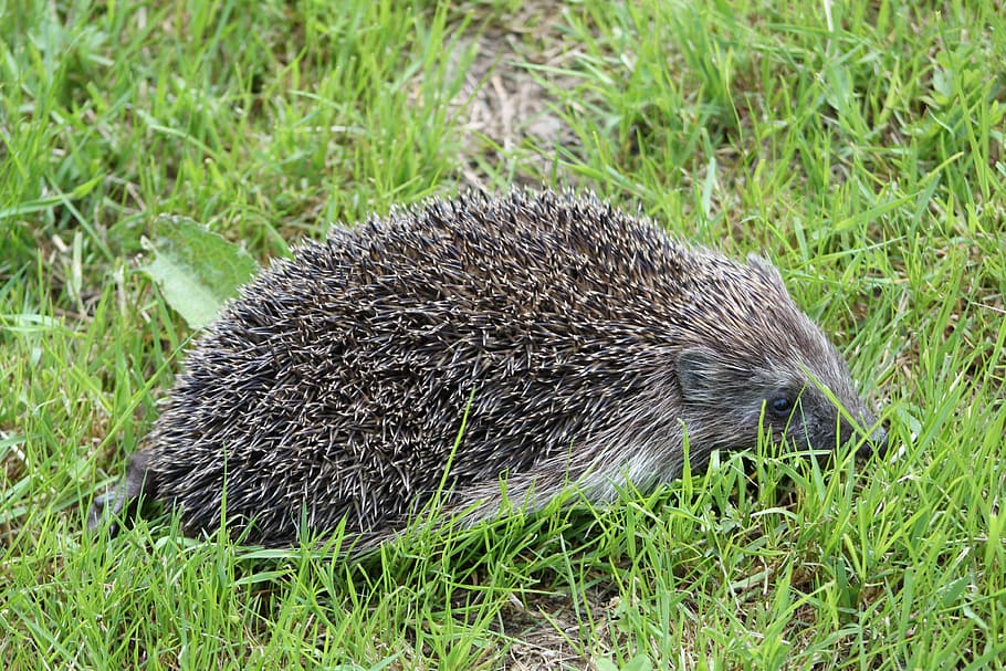 hedgehog, spur, nature, animal, mammal, wildlife, bristle - Animal Part HD wallpaper