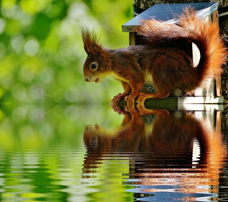 brown squirrel looking on body of water, nager, cute, mirroring HD wallpaper