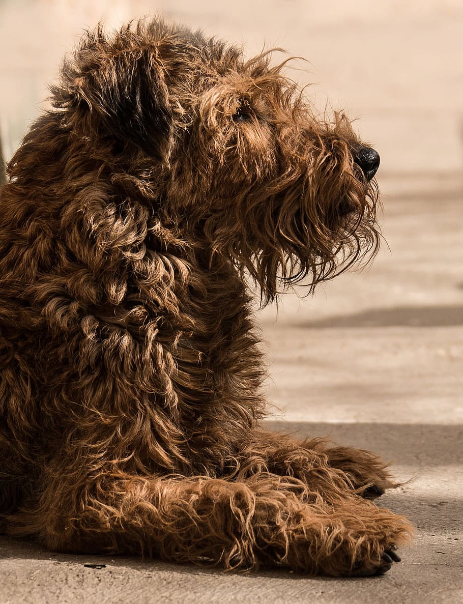 Irish Terrier, Dog, ungetrimmt, reverse wuschelt, pets, one animal, HD wallpaper