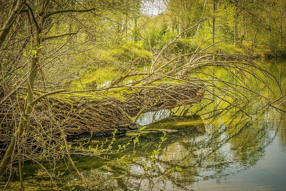 Tree, Log, Lake, Pond, Waters, Forest, nature, one animal, alligator HD wallpaper
