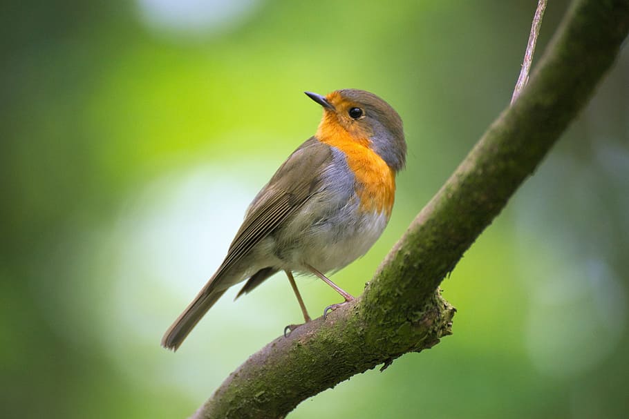 Europian robin, bokeh, bird, feather, plumage, branch, one animal HD wallpaper