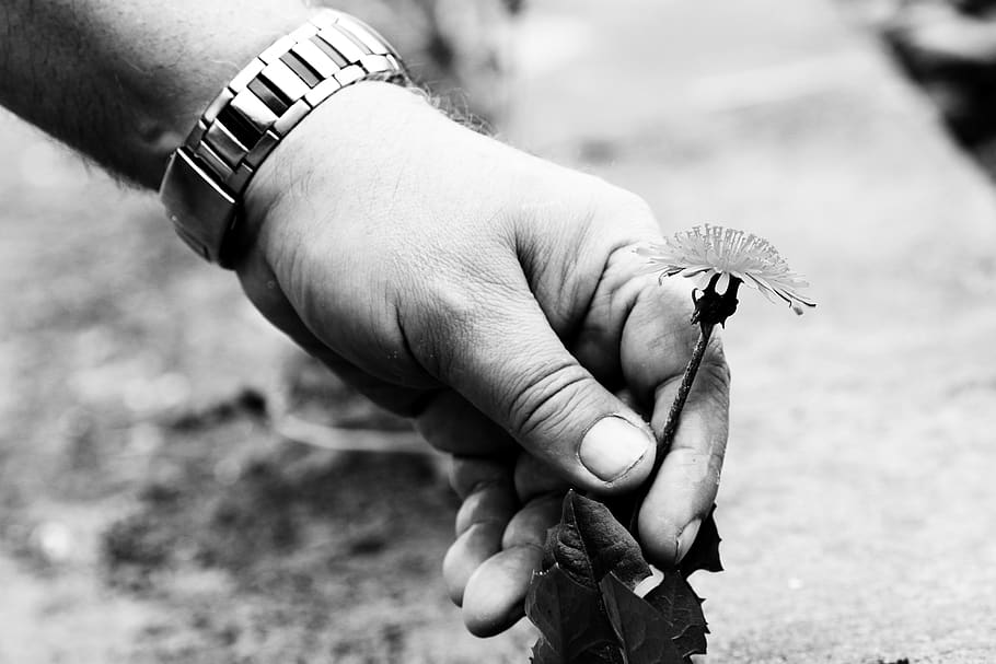 dandelion, hand, nature, picking, spring, human hand, holding HD wallpaper