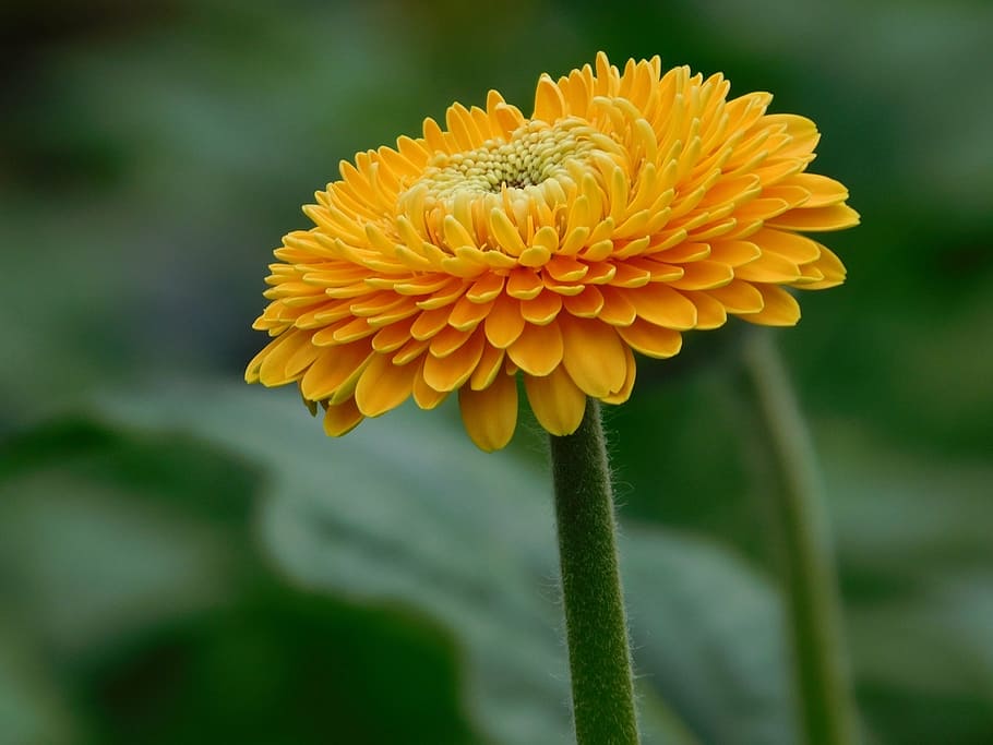 flower, gerbera, yellow, orange, macro, flowering plant, freshness HD wallpaper