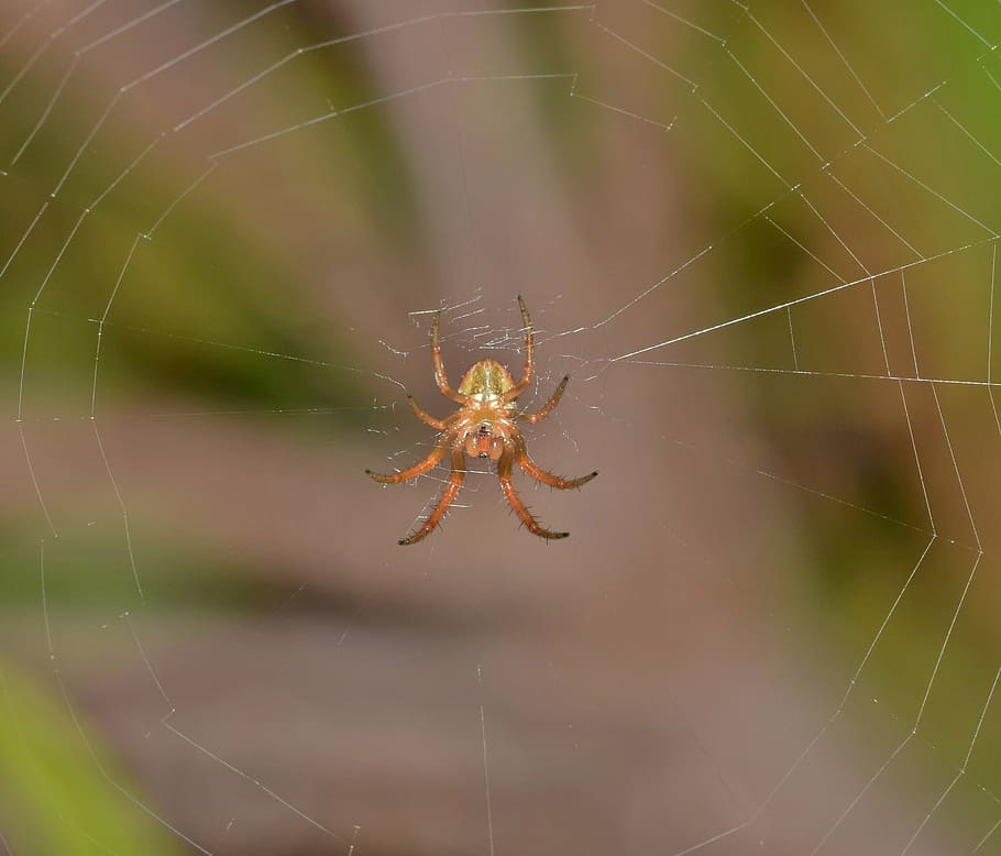 spider, orb spider, orb weaver, web, webbed, trap, trapped, HD wallpaper