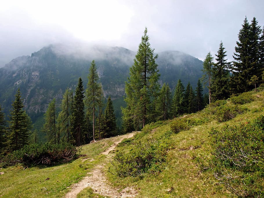 Way, Forest, Nature, Mountain, tree, landscape, scenics, outdoors HD wallpaper