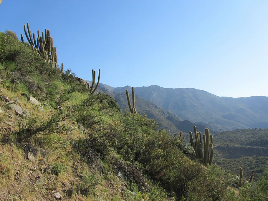 Cactus, Dry, Mountains, nature, landscape, tree, travel destinations HD wallpaper
